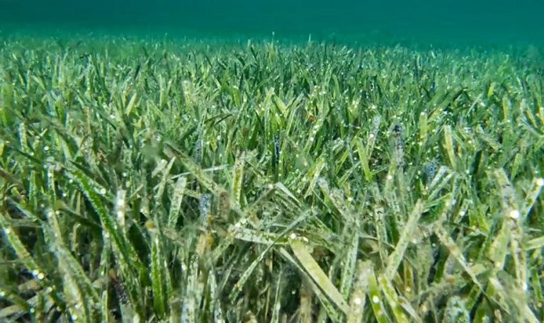 النبتة عمرها 4500 عام وتمتد لمسافة 180 كم