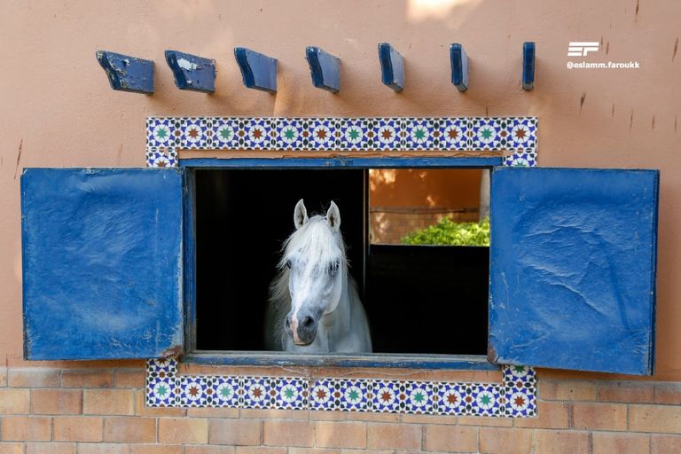 الصورة الفائزة في مسابقة "الجائزة العالمية للقرآن الكريم"