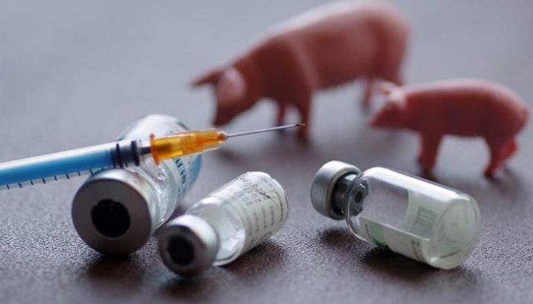 مرض حمى الخنازير الأفريقية أدى لنفوق ملايين الخنازير في أنحاء آسيا