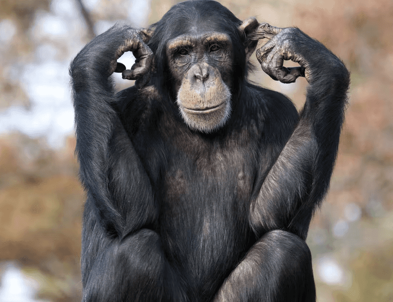 قردة الشمبانزي