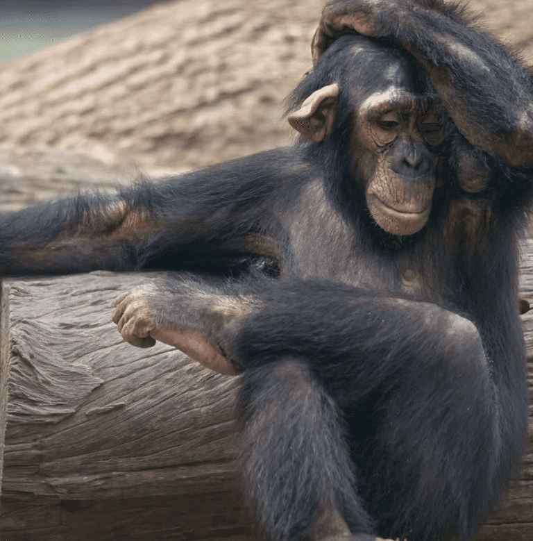 قردة الشمبانزي