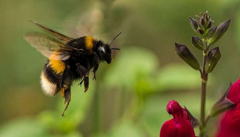 النحل الطنان مهدد بالانقراض