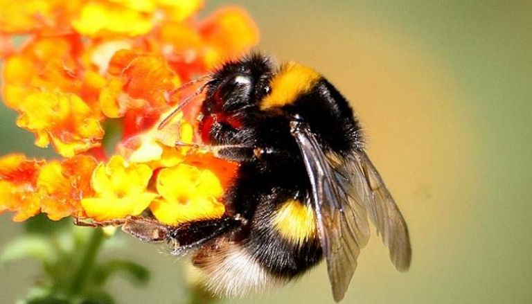 النحل الطنان مهدد بالانقراض