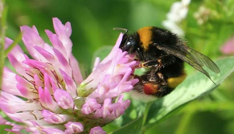 النحل الطنان مهدد بالانقراض