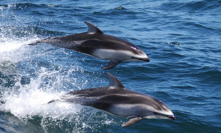 دلافين نفقت على سواحل تركيا