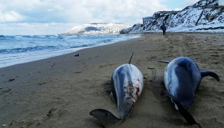 دلافين نفقت على سواحل تركيا