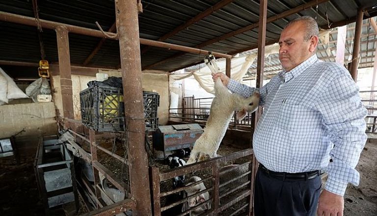 الأغنام النافقة بعد إصابتها بالحمى القلاعية