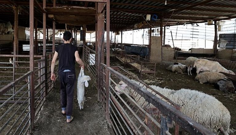 الأغنام النافقة بعد إصابتها بالحمى القلاعية