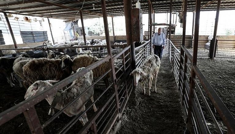 الأغنام النافقة بعد إصابتها بالحمى القلاعية