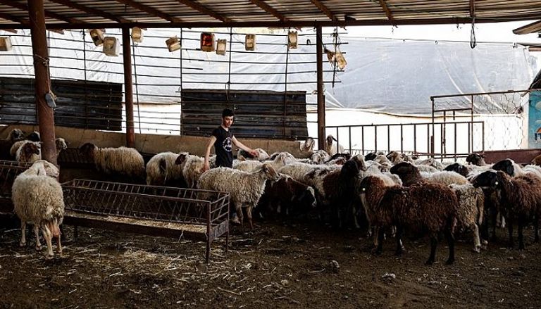 الأغنام النافقة بعد إصابتها بالحمى القلاعية