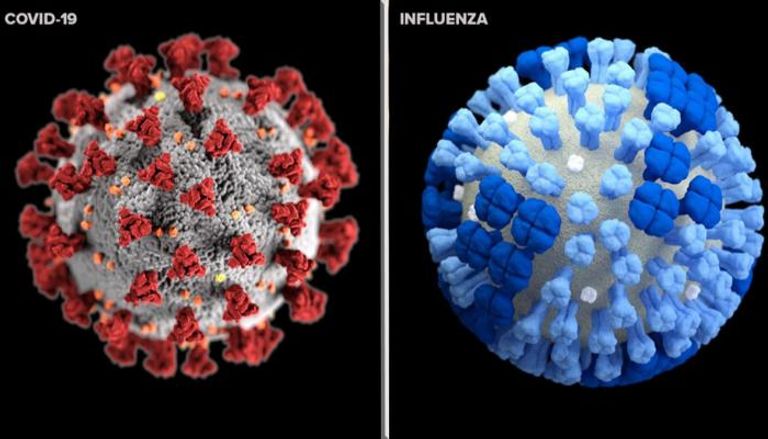 شكل الفيروسان المسببان لمرض كورونا والإنفلونزا