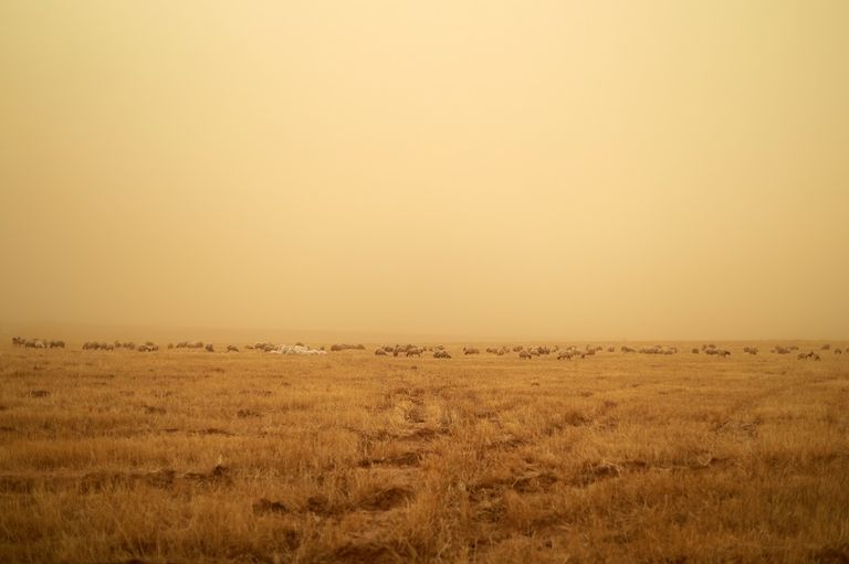 الأغنام ترعى في أحد حقول القمح السورية 