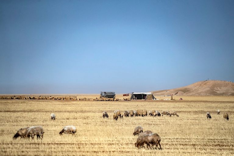 الأغنام ترعى في أحد حقول القمح السورية 