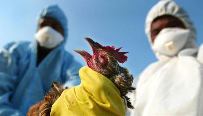 سلالة (إتش5إن1) من إنفلونزا الطيور تظهر في غينيا - أرشيفية