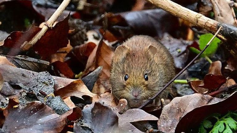 قوارض bank voles