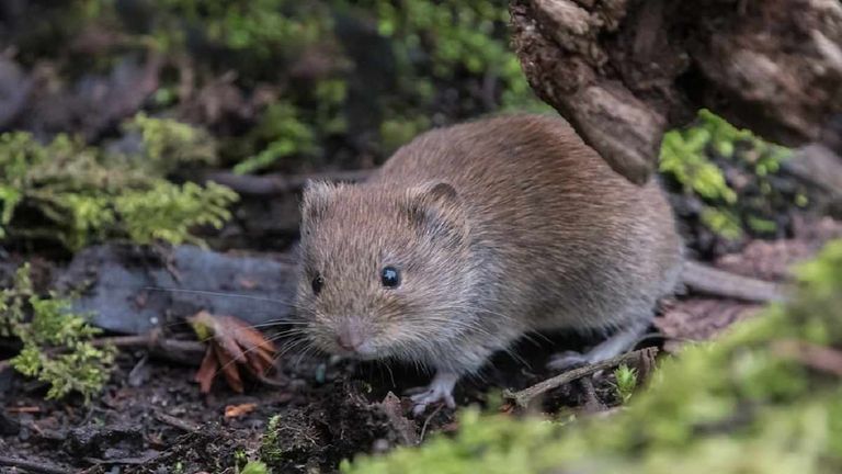 قوارض bank voles