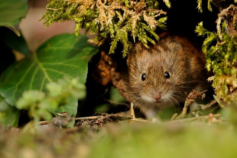قوارض bank voles