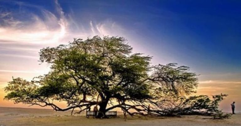 شجرة الحياة واحدة من أهم أماكن السياحة في البحرين أشهر أماكن السياحة في البحرين وتكاليف السفر إليها