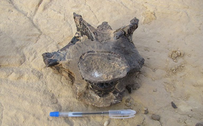 الفقرة المُكتشفة من الديناصور