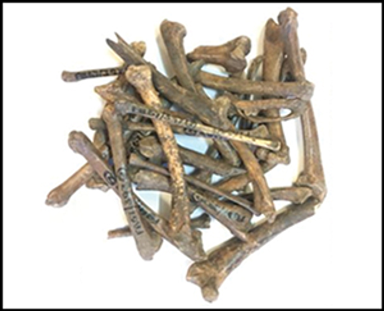 الدجاج أحفاد طائر الغابة الأحمر