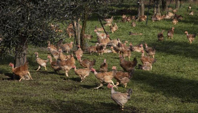 الدجاج قديما كان حجمه ثلث الحالي