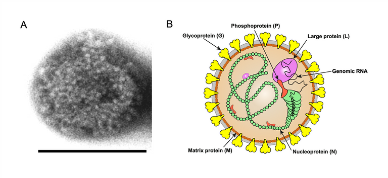 "الحصان الحزين" يثير الذعر في ألمانيا - أرشيفية