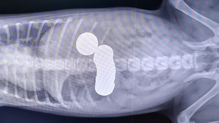 الجرو مع العملات التي ابتلعها