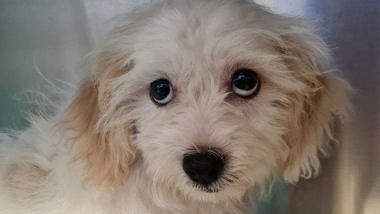 الجرو مع العملات التي ابتلعها