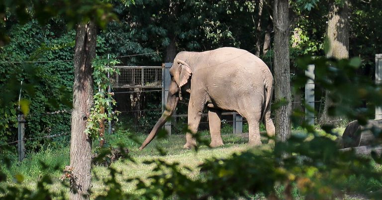  أنثى الفيل "هابي"