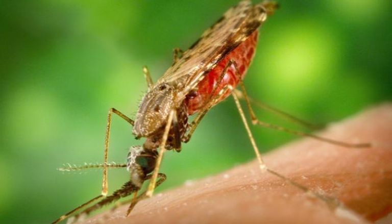 البعوضة الناقلة للملاريا 