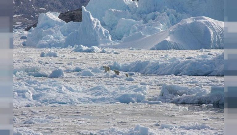 عدد من قطيع الدببة القطبية