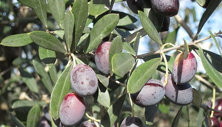 فلسطين مشهورة تاريخيا بزراعة الزيتون