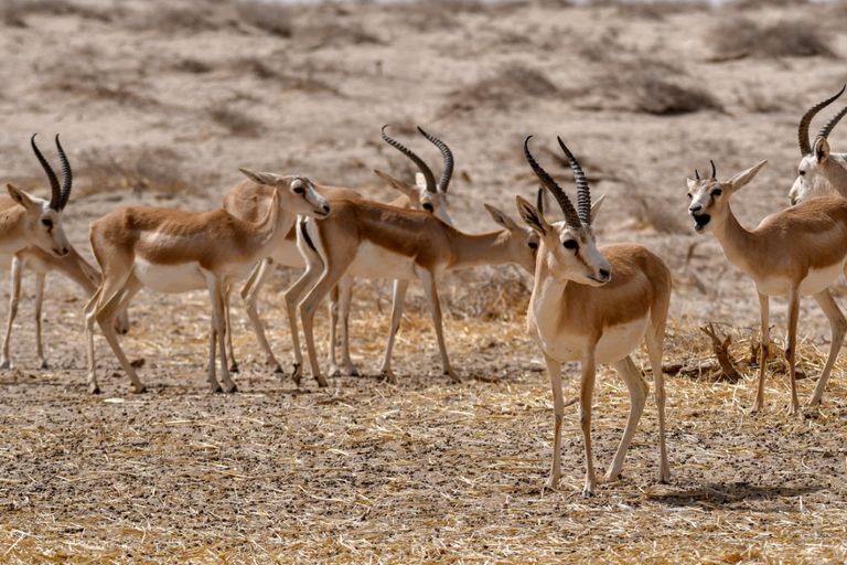 غزلان الريم في العراق