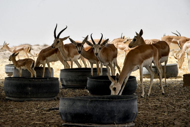 غزلان الريم في العراق