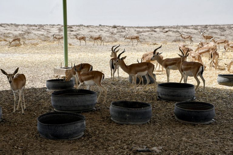 غزلان الريم في العراق