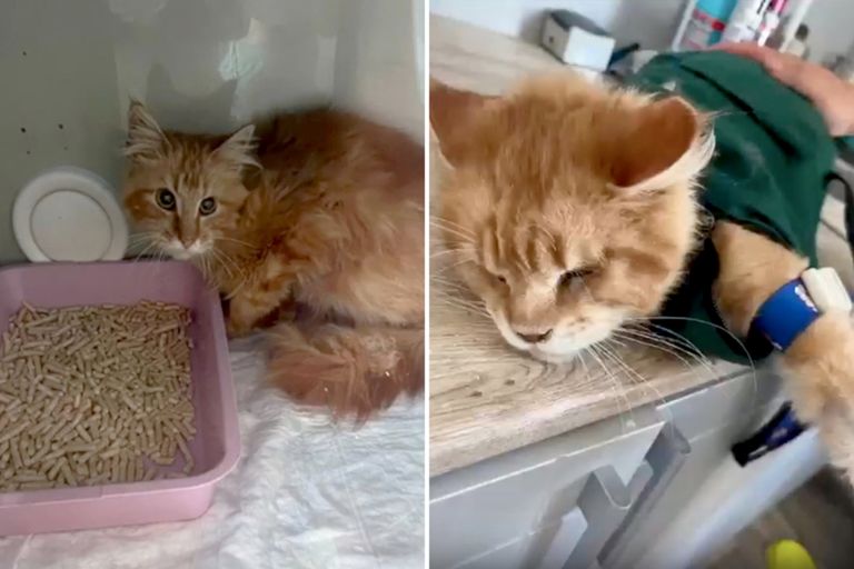 قطة من فصيلة الماين كون - أرشيفية