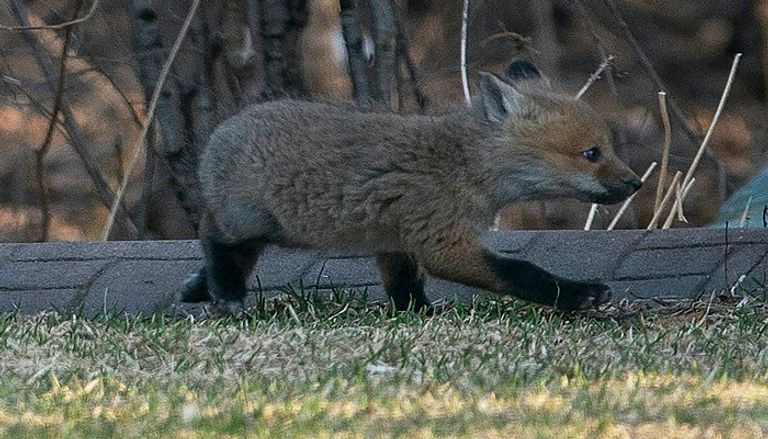 المتحور الجديد مميت للثعالب الصغيرة