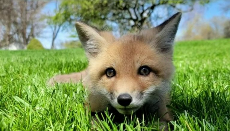 المتحور الجديد مميت للثعالب الصغيرة