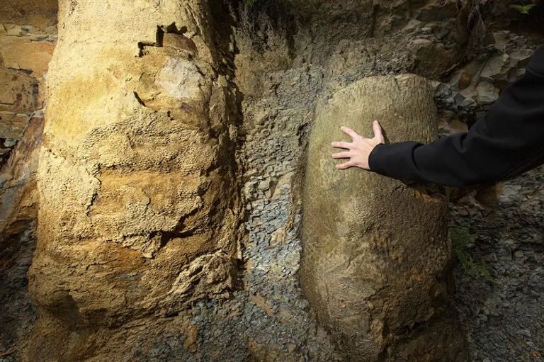 بقايا الغابة المتحجرة في البرازيل