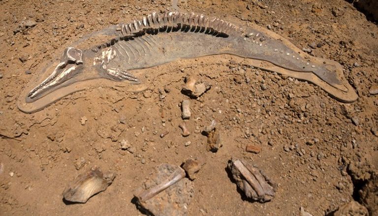 خياشيم الأسماك