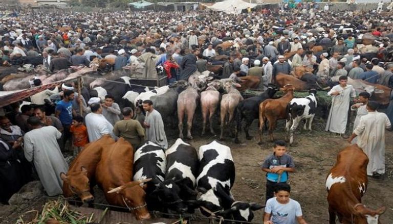سوق ماشية بقرية المناشي في محافظة الجيزة المصرية - رويترز