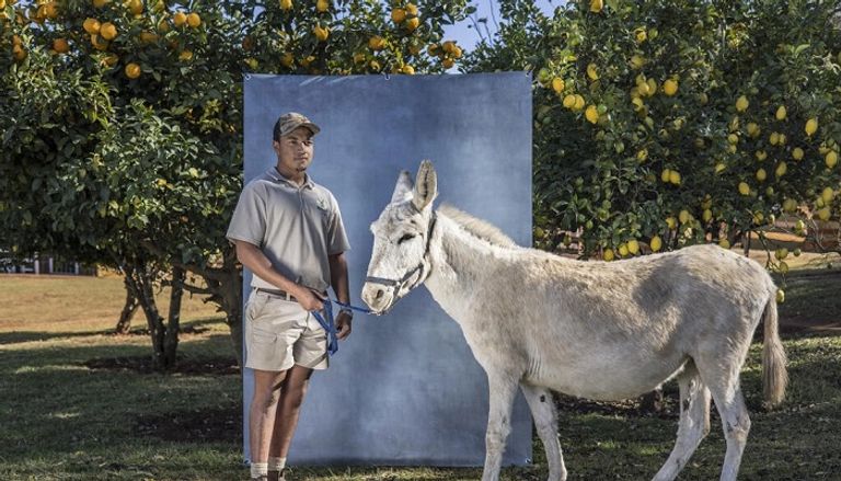 الصين تستهلك 10 ملايين حمار سنويا