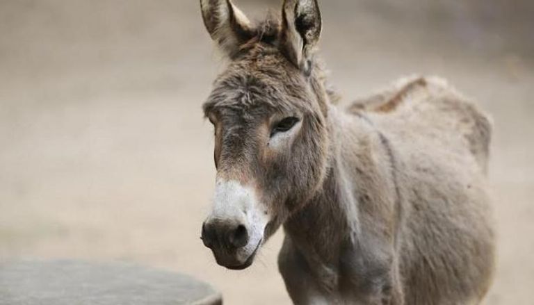 الصين تستهلك 10 ملايين حمار سنويا