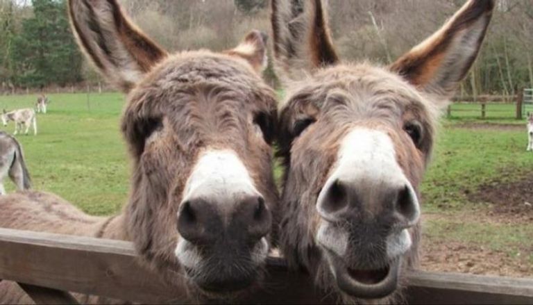 الصين تستهلك 10 ملايين حمار سنويا