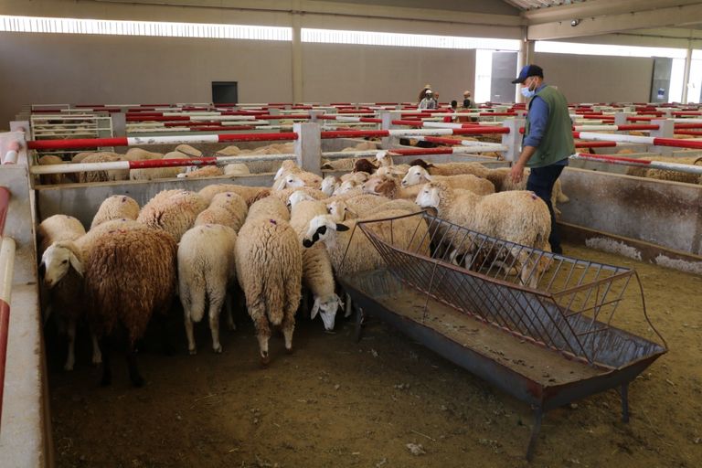 عمليات مراقبة مواشي عيد الأضحى في المغرب