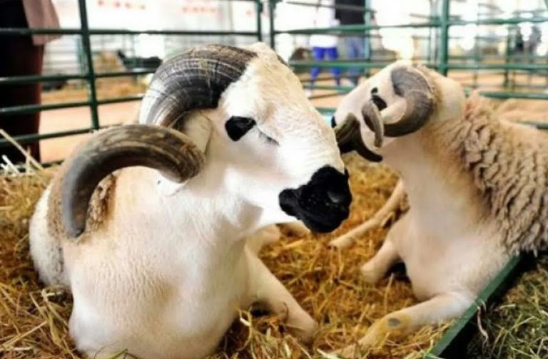 عمليات مراقبة مواشي عيد الأضحى في المغرب