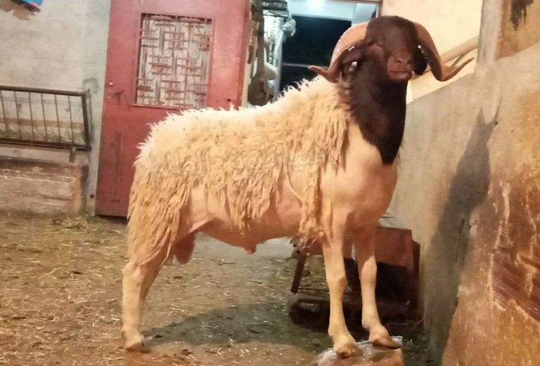 عمليات مراقبة مواشي عيد الأضحى في المغرب