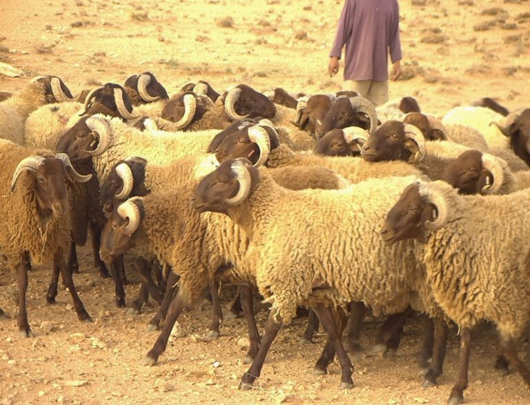 عمليات مراقبة مواشي عيد الأضحى في المغرب