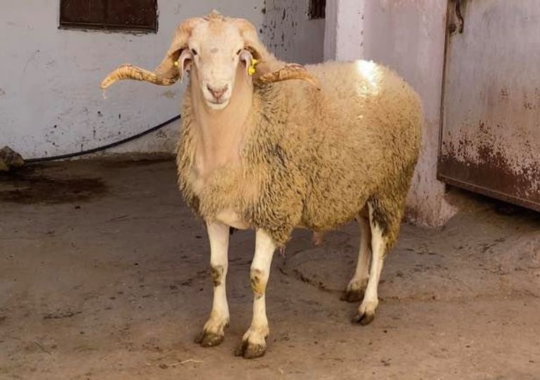 عمليات مراقبة مواشي عيد الأضحى في المغرب
