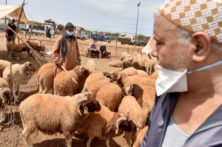 عمليات مراقبة مواشي عيد الأضحى في المغرب